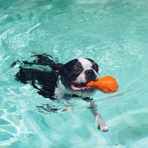 Cães que bebem água da piscina: os perigos do cloro